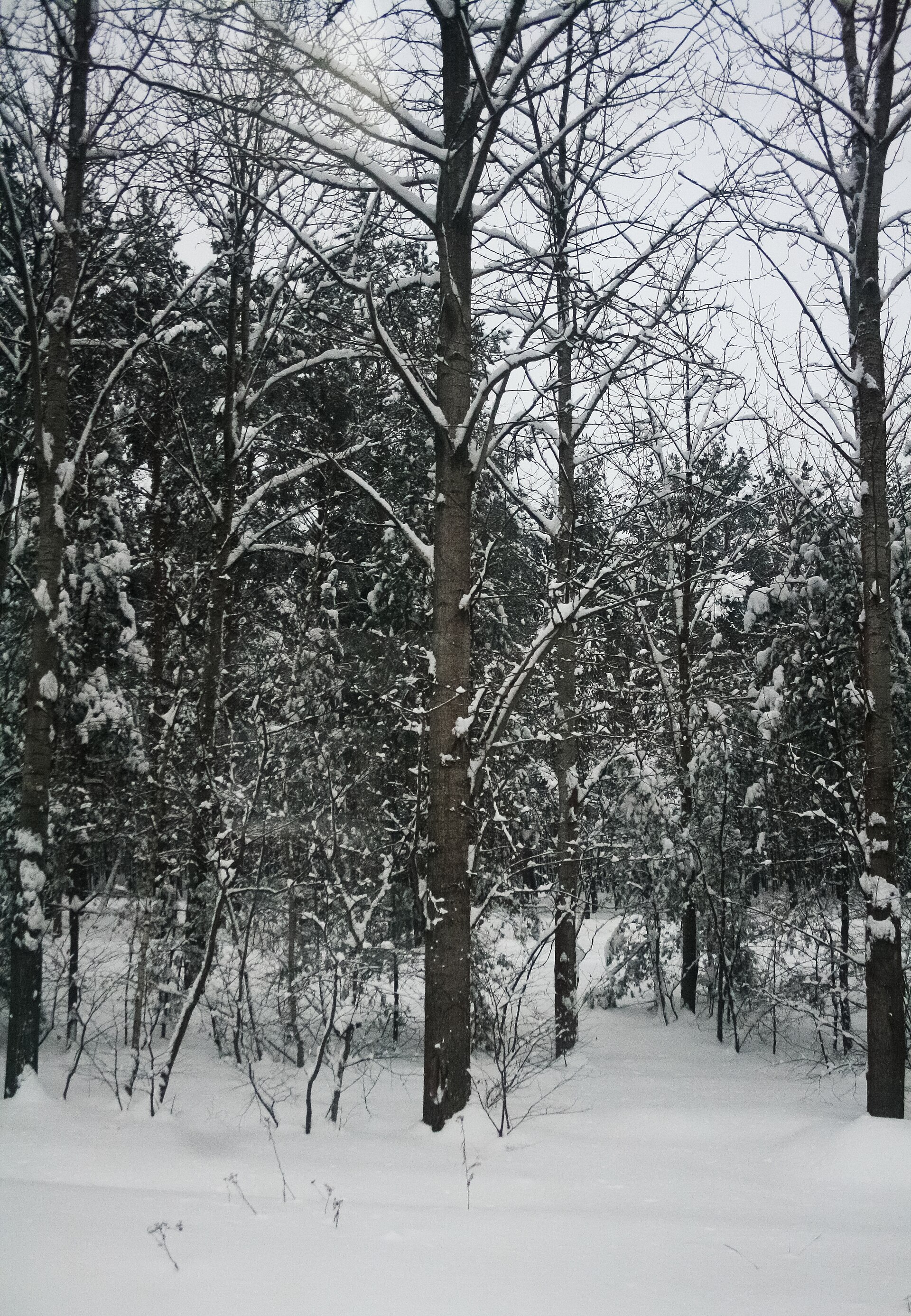 Bosque helado en las cercanías de Gniezno, Polonia