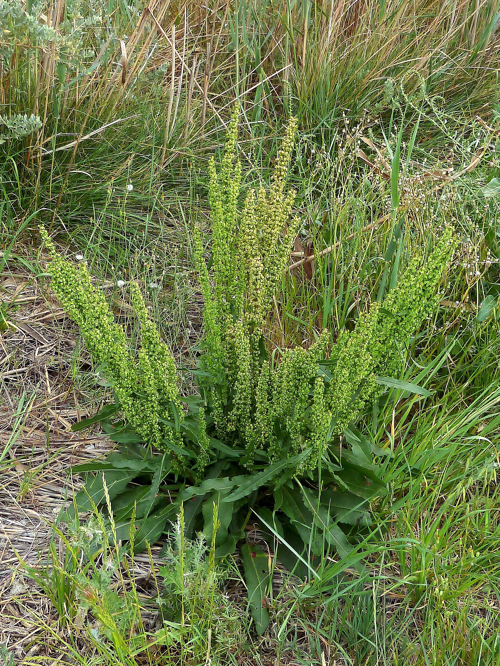 Rumex crispus  (romaza, lengua de vaca, vinagrera, ...) - Vista general en fructificación. - Camino de la Azarbe de Patricio,  Albatera, Provincia de Alicante (España).
