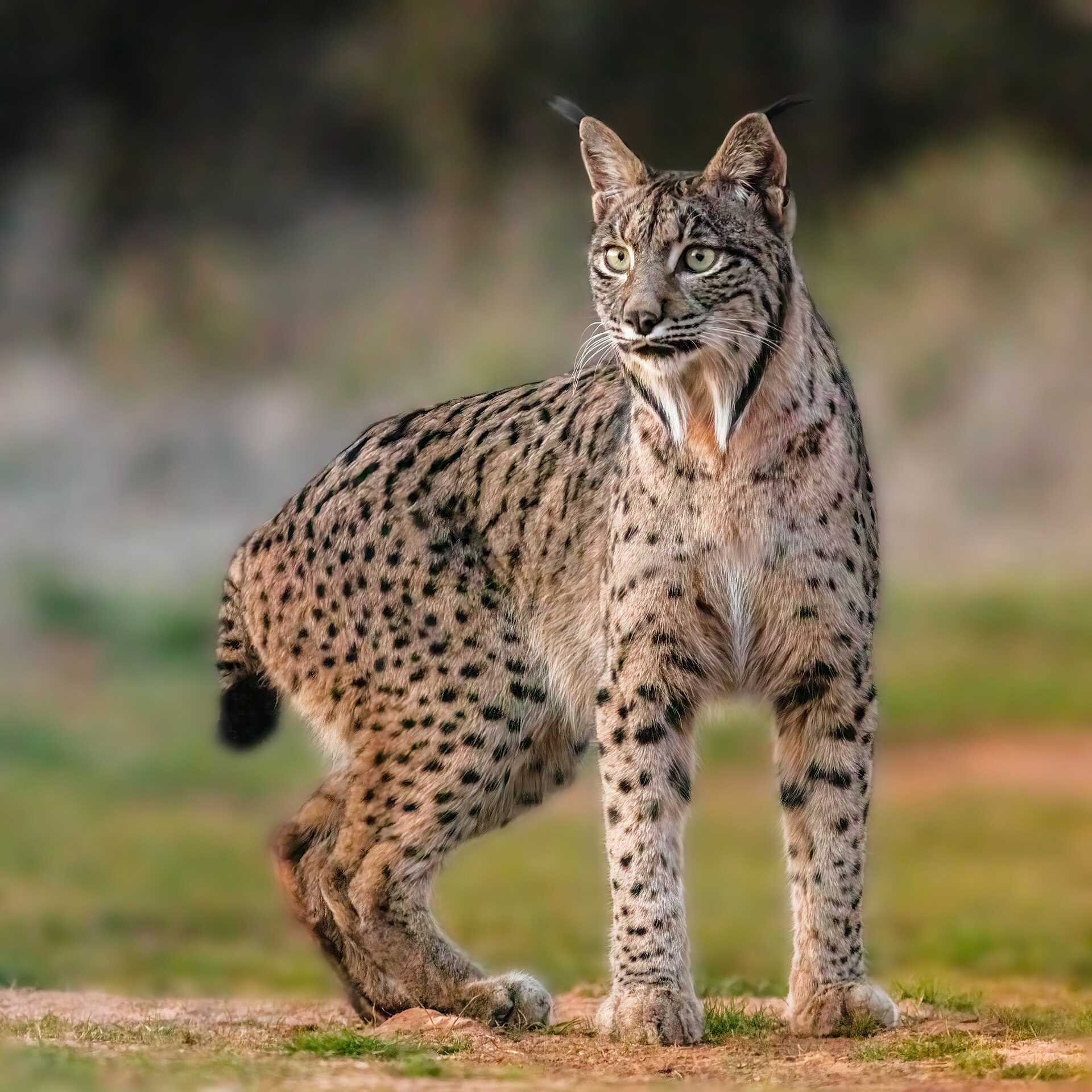Lince ibérico (Lynx pardinus), Almuradiel, Ciudad Real, España.