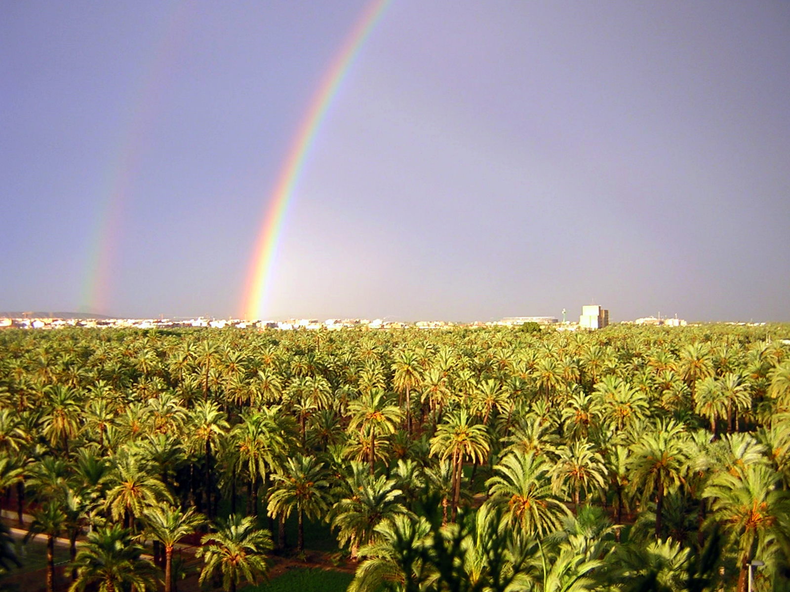 Arcoiris sobre el Palmeral de Elche (España) con Phoenix dactylifera