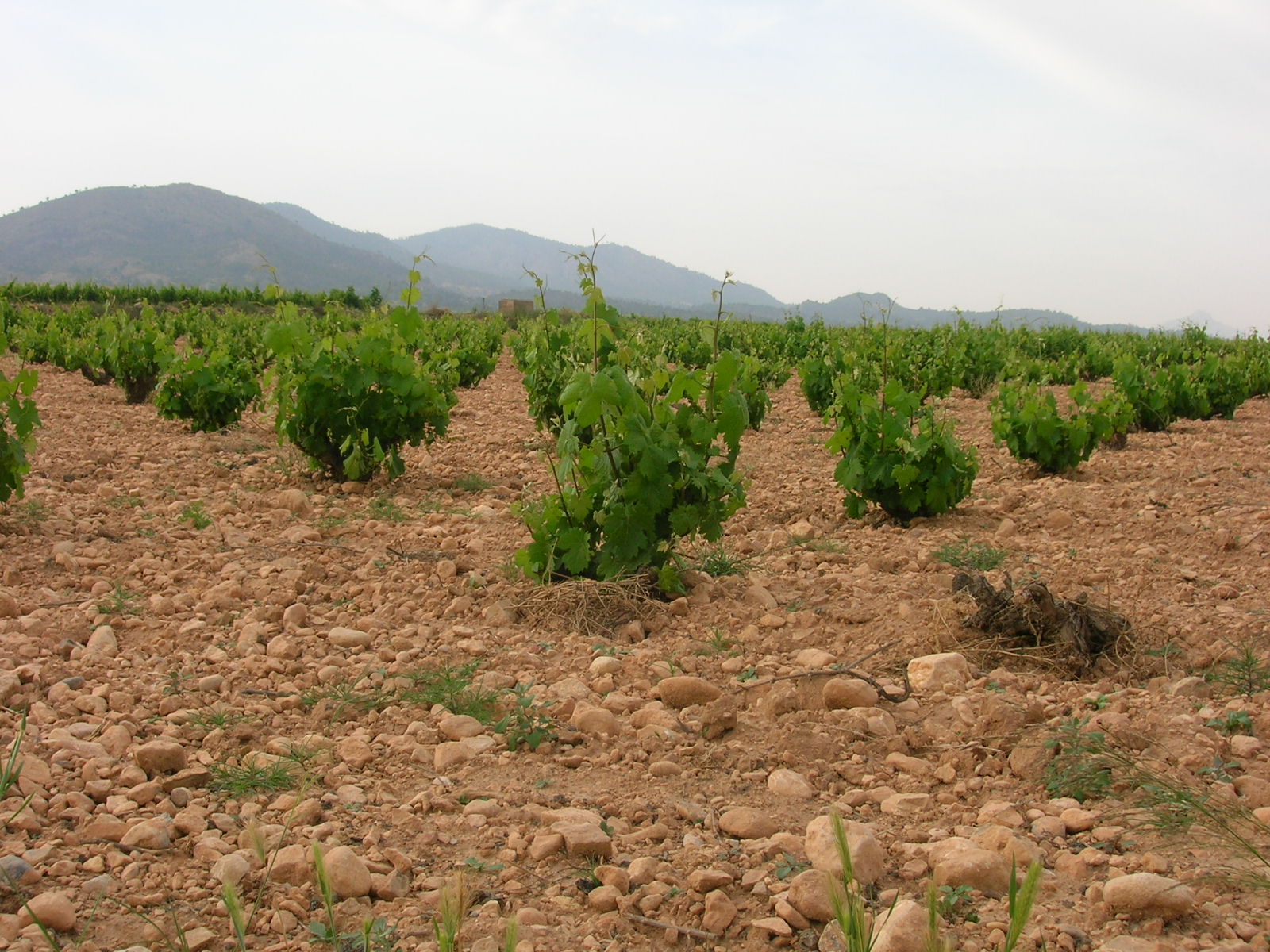 Viña de Vino en el Vinalopó